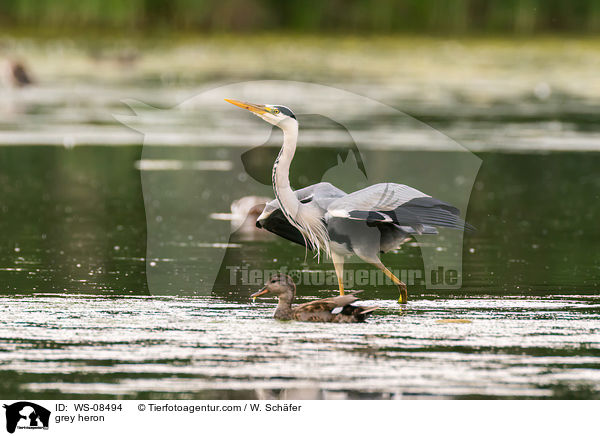 grey heron / WS-08494