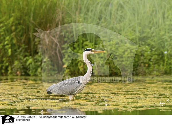 Graureiher / grey heron / WS-08516