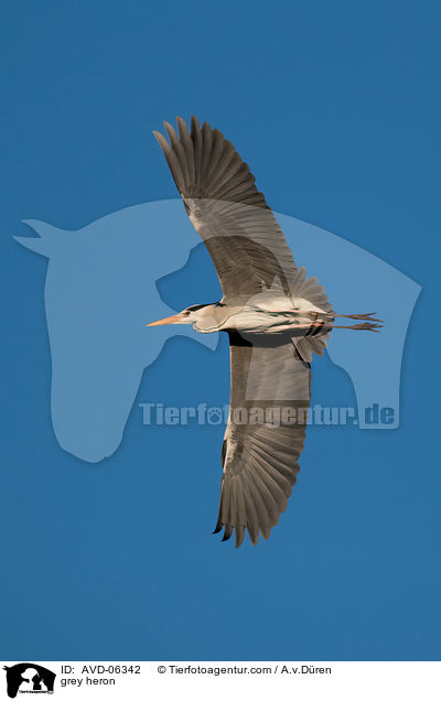 Graureiher / grey heron / AVD-06342