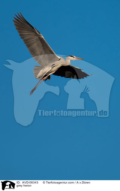 Graureiher / grey heron / AVD-06343