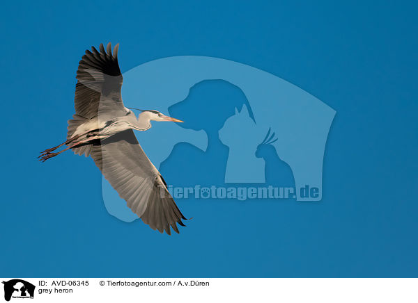 Graureiher / grey heron / AVD-06345