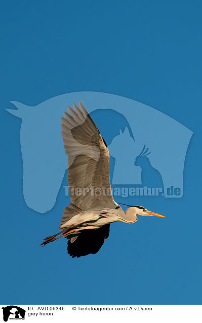 Graureiher / grey heron / AVD-06346