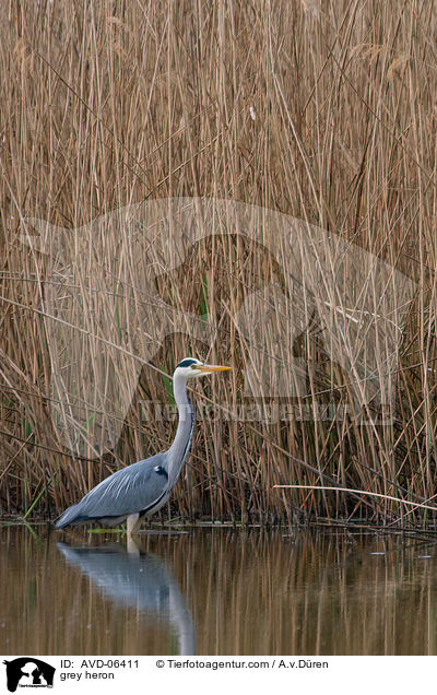 Graureiher / grey heron / AVD-06411