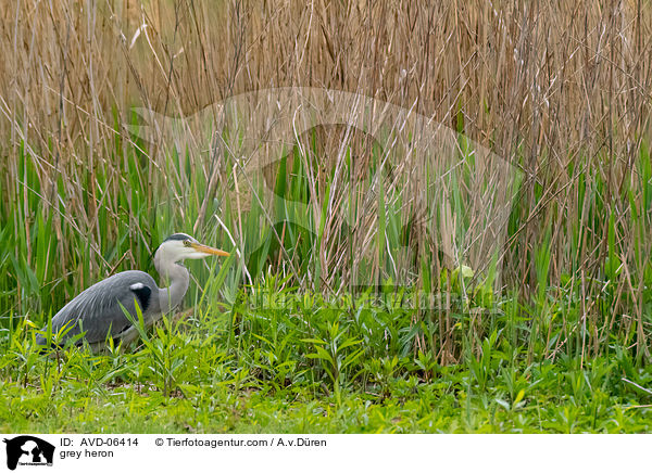 Graureiher / grey heron / AVD-06414
