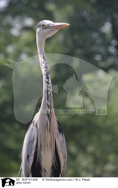 Graureiher / grey heron / WJP-01426