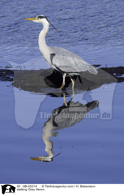 laufender Graureiher / walking Grey Heron / HB-02014