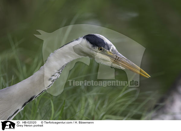 Graureiher Portrait / Grey Heron portrait / HB-02020
