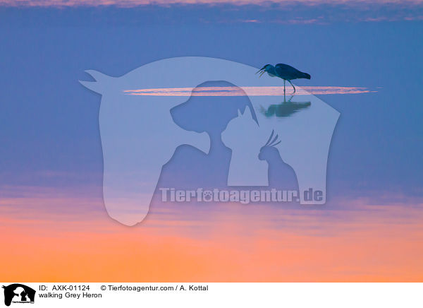 laufender Graureiher / walking Grey Heron / AXK-01124
