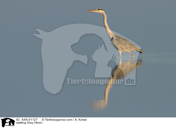 laufender Graureiher / walking Grey Heron / AXK-01127