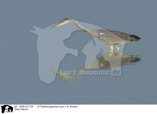 Graureiher / Grey Heron / AXK-01134
