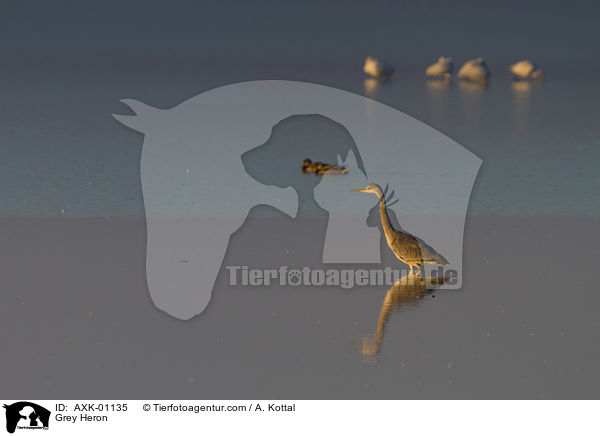 Graureiher / Grey Heron / AXK-01135