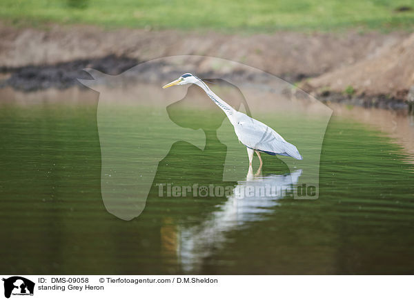 stehender Graureiher / standing Grey Heron / DMS-09058