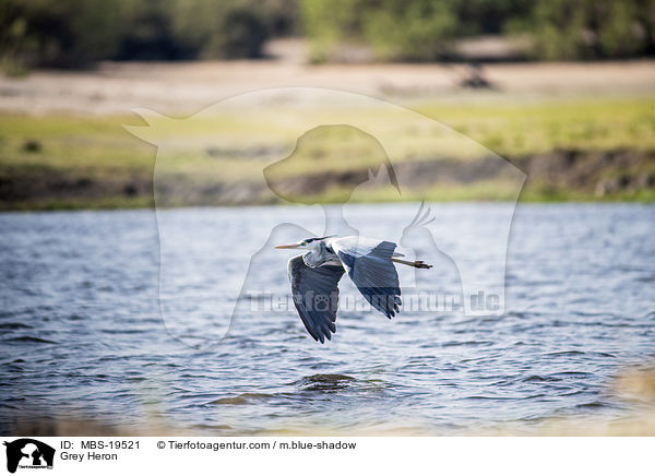 Graureiher / Grey Heron / MBS-19521