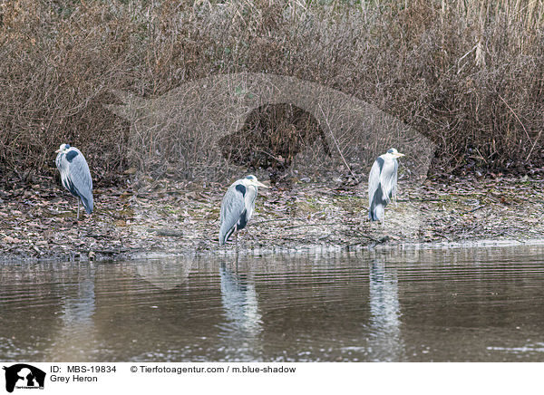 Graureiher / Grey Heron / MBS-19834