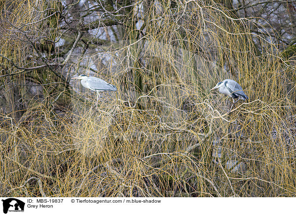 Graureiher / Grey Heron / MBS-19837
