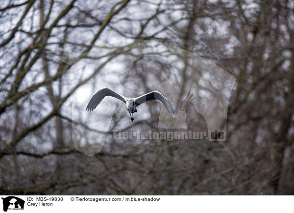 Graureiher / Grey Heron / MBS-19838