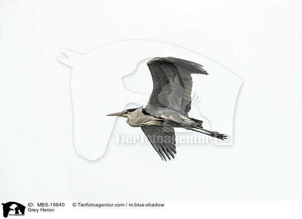 Graureiher / Grey Heron / MBS-19840