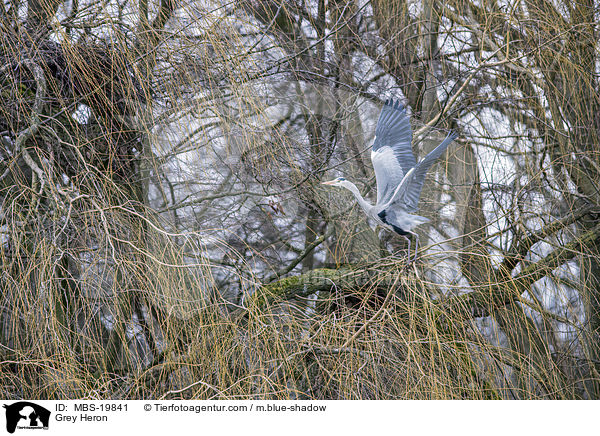 Graureiher / Grey Heron / MBS-19841