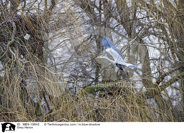 Graureiher / Grey Heron / MBS-19842