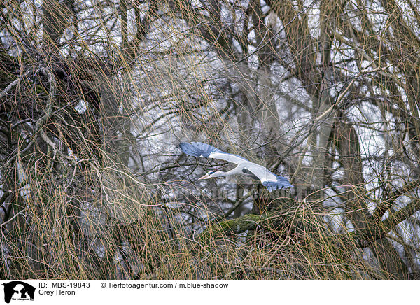 Graureiher / Grey Heron / MBS-19843