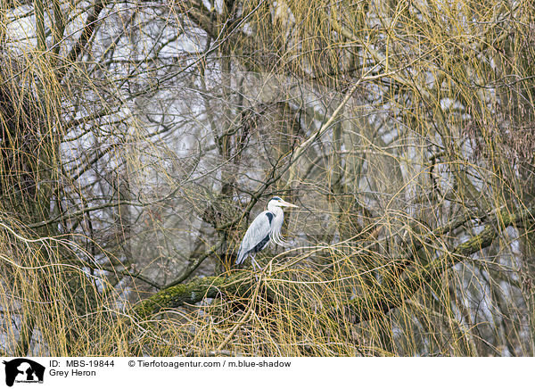 Graureiher / Grey Heron / MBS-19844
