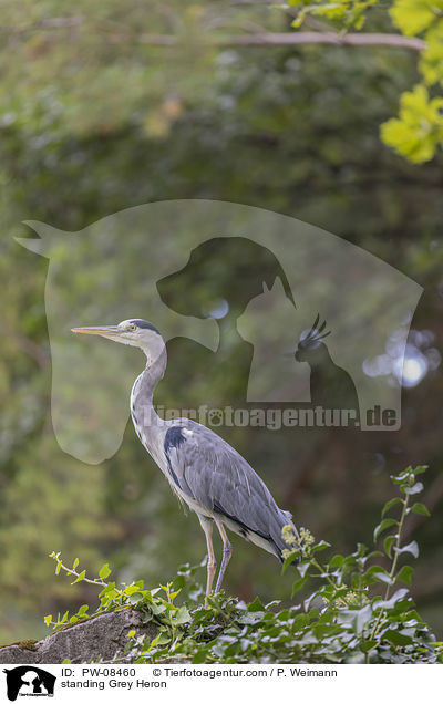 stehender Graureiher / standing Grey Heron / PW-08460