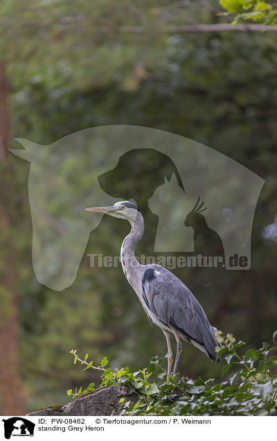 stehender Graureiher / standing Grey Heron / PW-08462