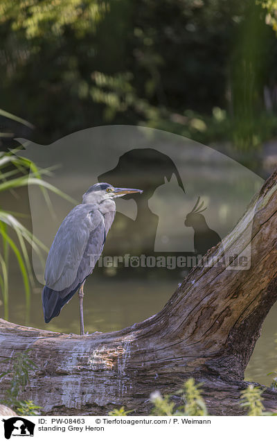 stehender Graureiher / standing Grey Heron / PW-08463