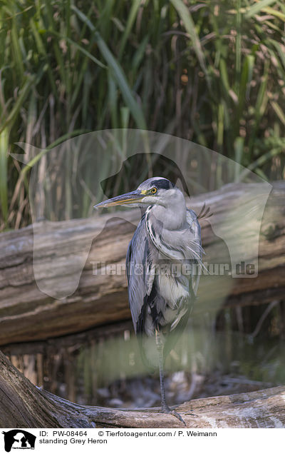stehender Graureiher / standing Grey Heron / PW-08464