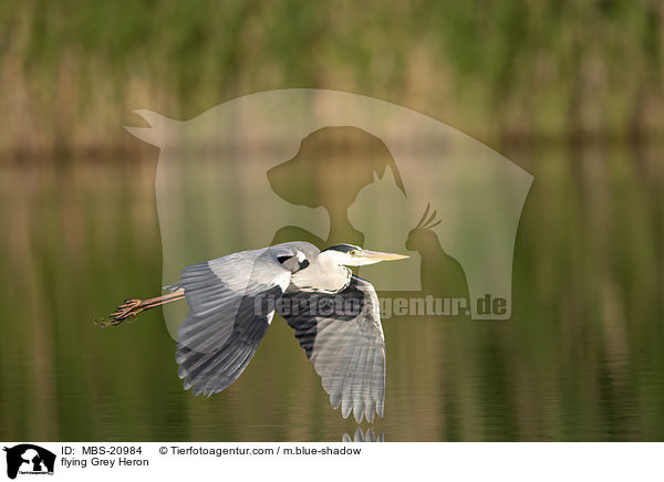 fliegender Graureiher / flying Grey Heron / MBS-20984