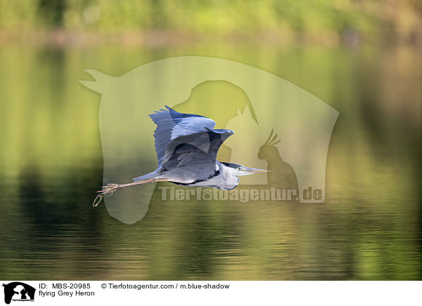 fliegender Graureiher / flying Grey Heron / MBS-20985