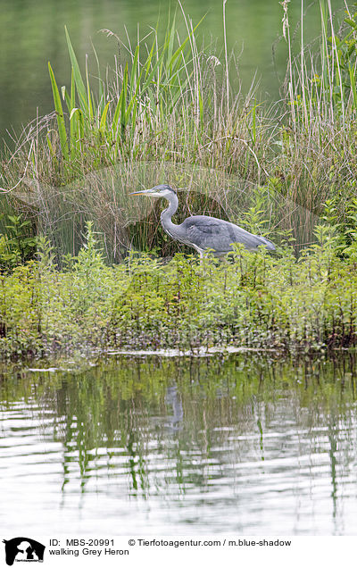 laufender Graureiher / walking Grey Heron / MBS-20991