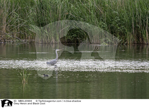 Graureiher und Blsshuhn / Grey Heron and Black Coot / MBS-20994