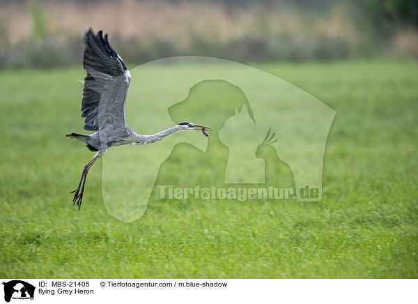 fliegender Graureiher / flying Grey Heron / MBS-21405