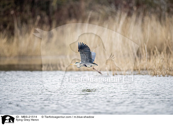 fliegender Graureiher / flying Grey Heron / MBS-21514