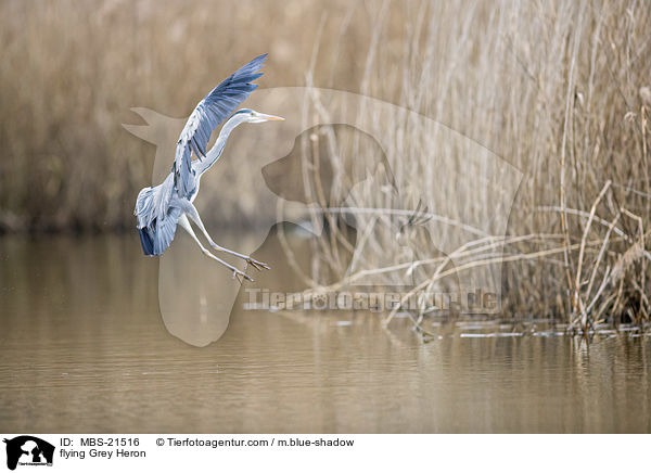 fliegender Graureiher / flying Grey Heron / MBS-21516