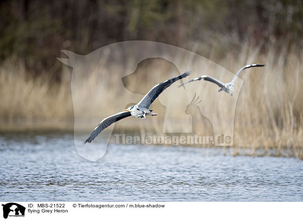 fliegender Graureiher / flying Grey Heron / MBS-21522