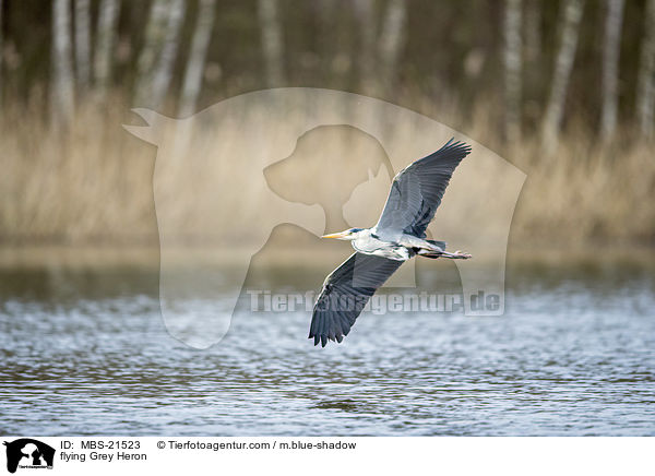 fliegender Graureiher / flying Grey Heron / MBS-21523