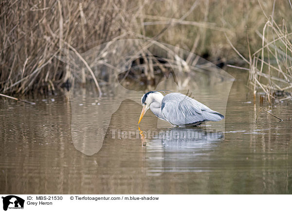 Graureiher / Grey Heron / MBS-21530