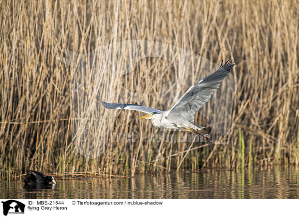 fliegender Graureiher / flying Grey Heron / MBS-21544