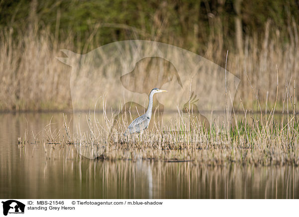 stehender Graureiher / standing Grey Heron / MBS-21546