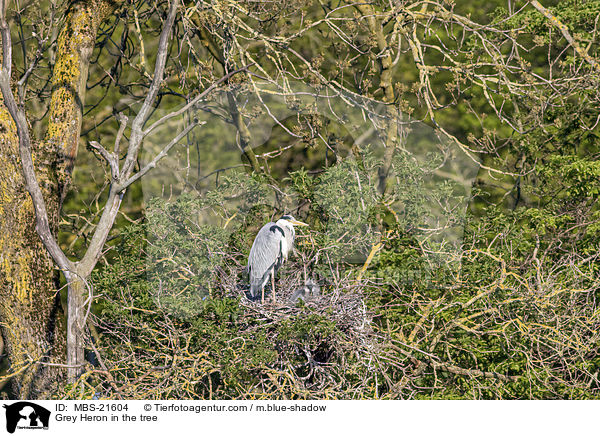 Grey Heron in the tree / MBS-21604