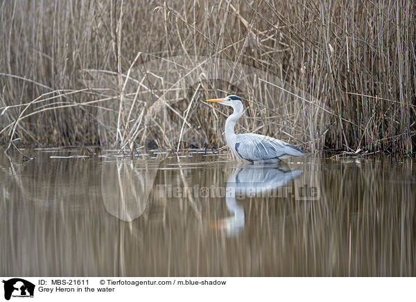Grey Heron in the water / MBS-21611