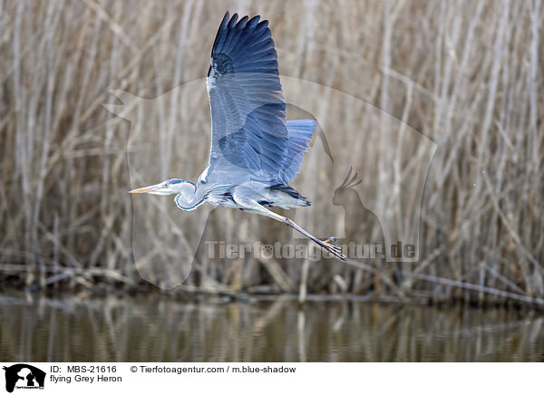 flying Grey Heron / MBS-21616