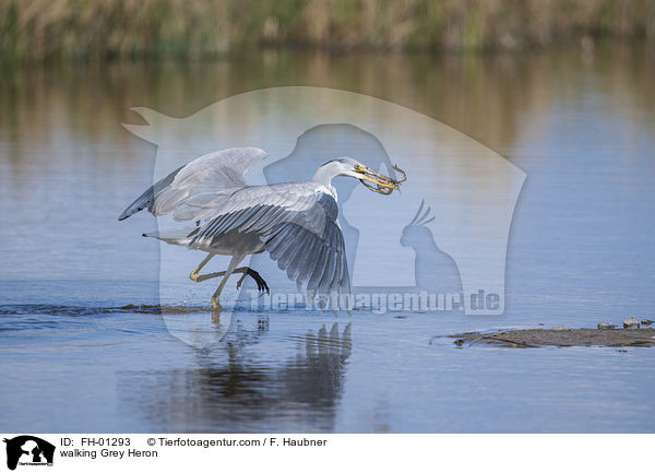 laufender Graureiher / walking Grey Heron / FH-01293
