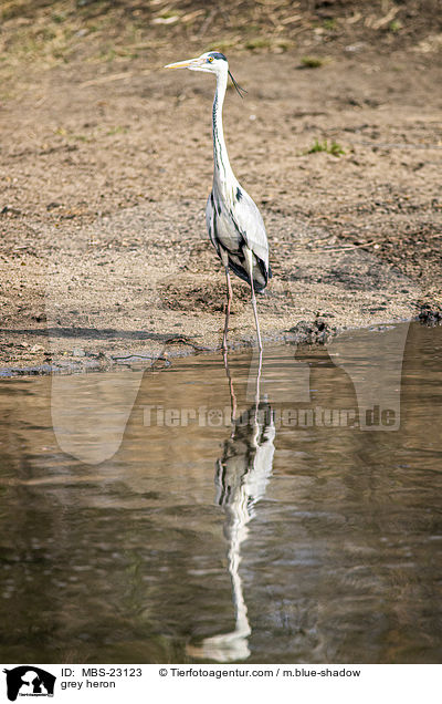 grey heron / MBS-23123