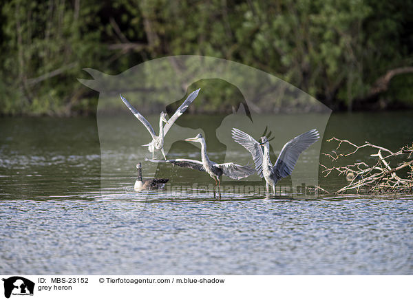 grey heron / MBS-23152