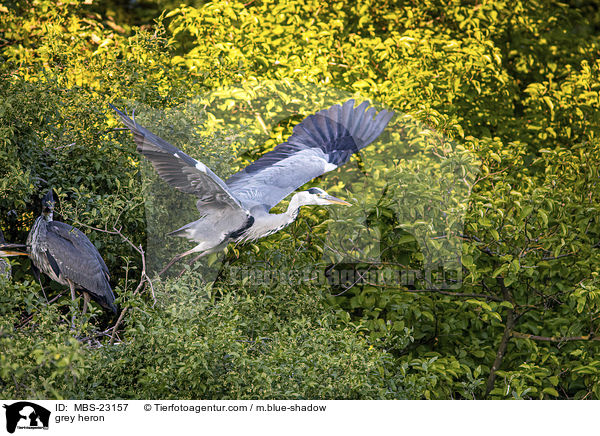 Graureiher / grey heron / MBS-23157