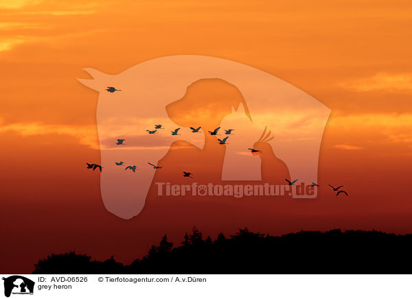 Graureiher / grey heron / AVD-06526