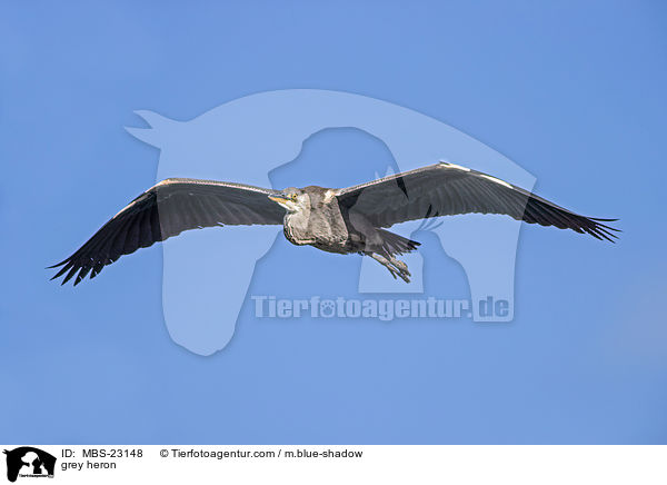 grey heron / MBS-23148
